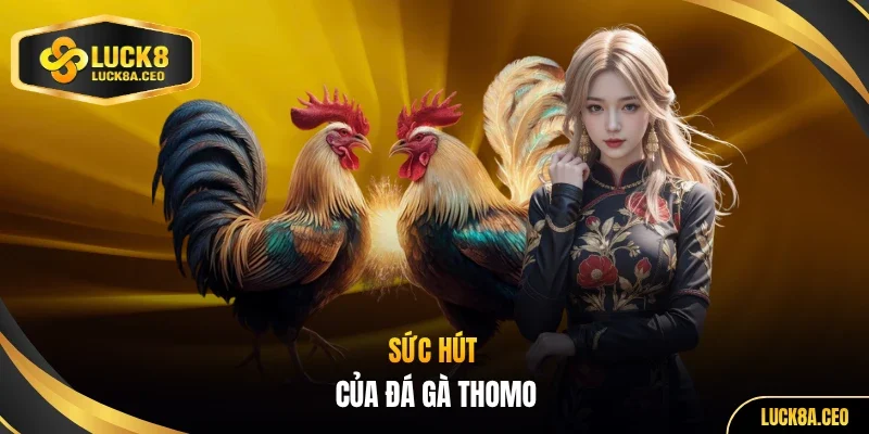 Sức hút của đá gà Thomo